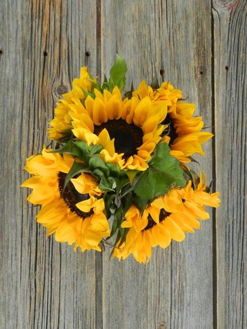 SUPERIOR GOLD  YELLOW SUNFLOWERS--5 STEM BUNCHES